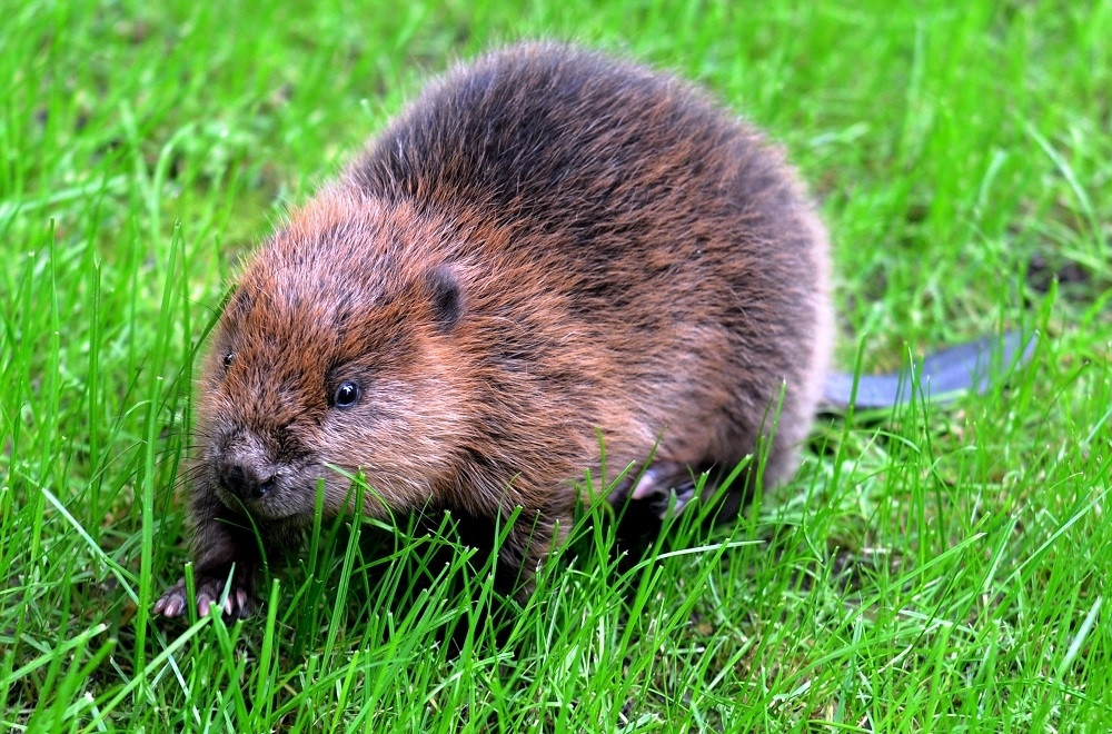 Posle 400 godina životinje izvele neverovaran poduhvat!