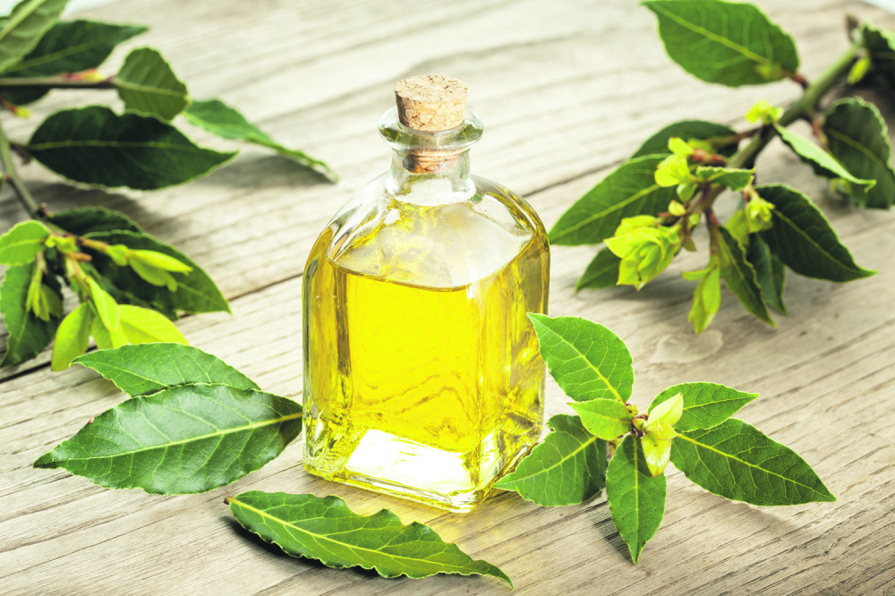 Čaj od lovora spašava pluća, a njegov miris uništava viruse i bakterije, evo kako se koristi