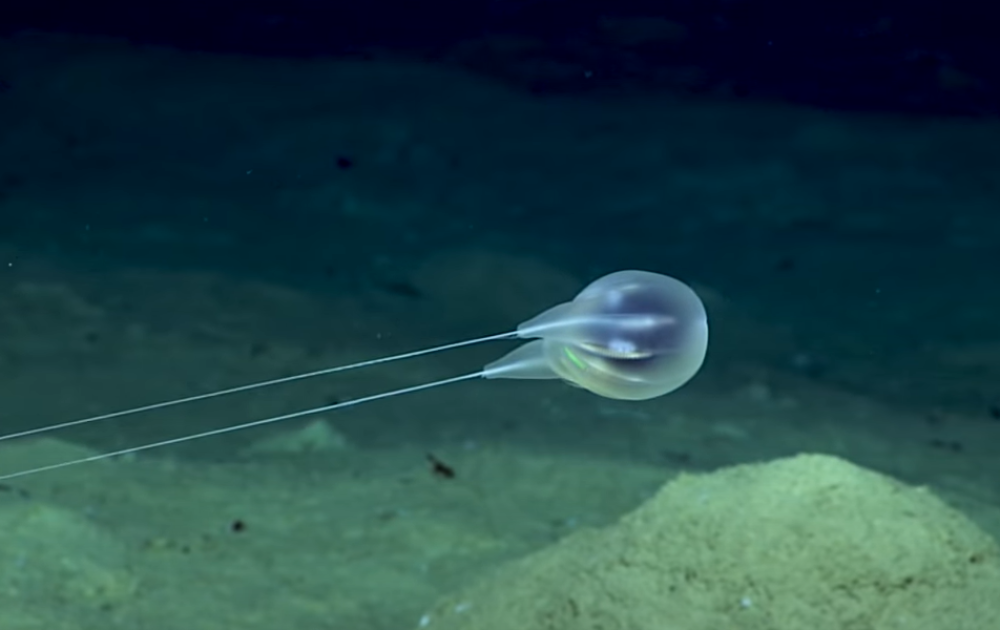 Misteriozna životinjska vrsta otkrivena pomoću snimka visoke rezolucije (VIDEO)