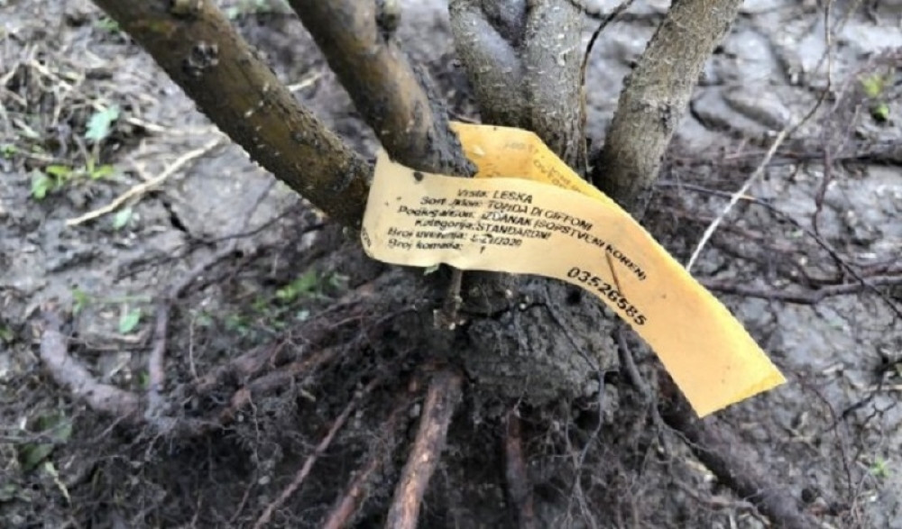 Ulaganje po hektaru 500, a zarada 7.000 evra