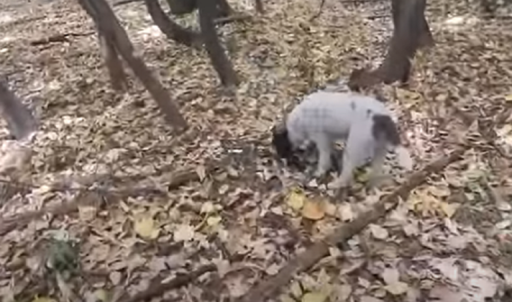 Ovo su najunosnije lokacije za tartufe!