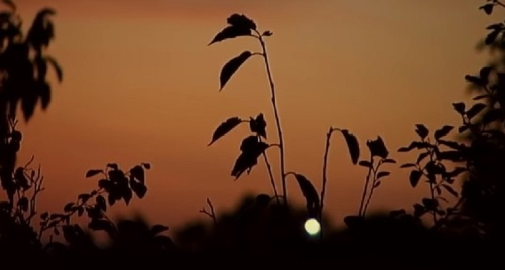Srpski "Sveti gral", raskovnik donosi sreću u ljubavi i poslu