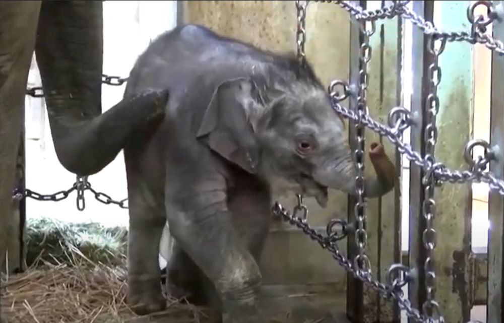 Zoo vrt predstavio prvu bebu slona rođenu u 138 godina (VIDEO)