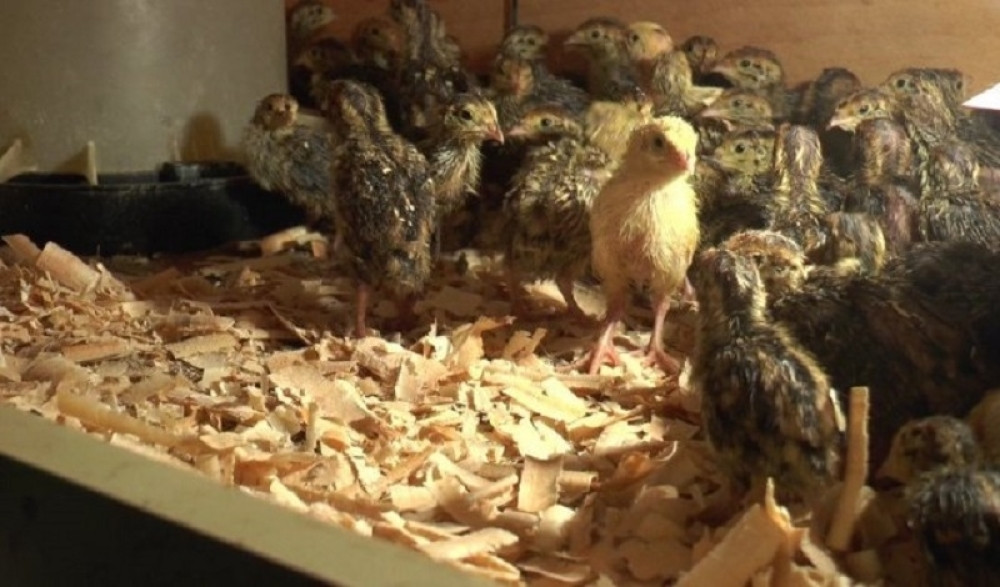 Zbog ovog proizvoda je prodaja skočila tokom korone