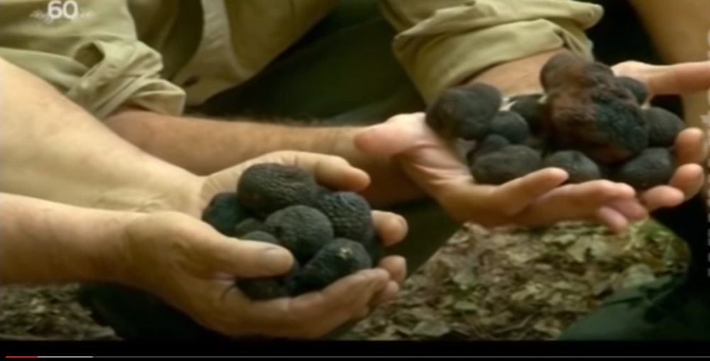 Sukob među tartufarima se nastavlja