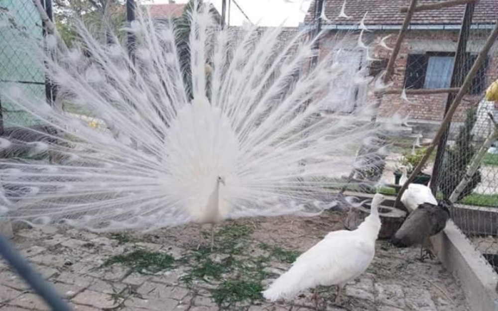 Ovde žive ptice raskošnog repa