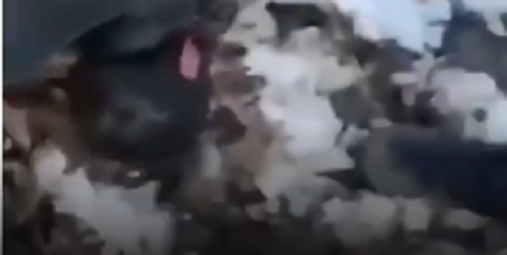 Azeri zarobili jermenskog vojnika, ono što su mu uradili je užasavajuće (UZNEMIRUJUĆI VIDEO)