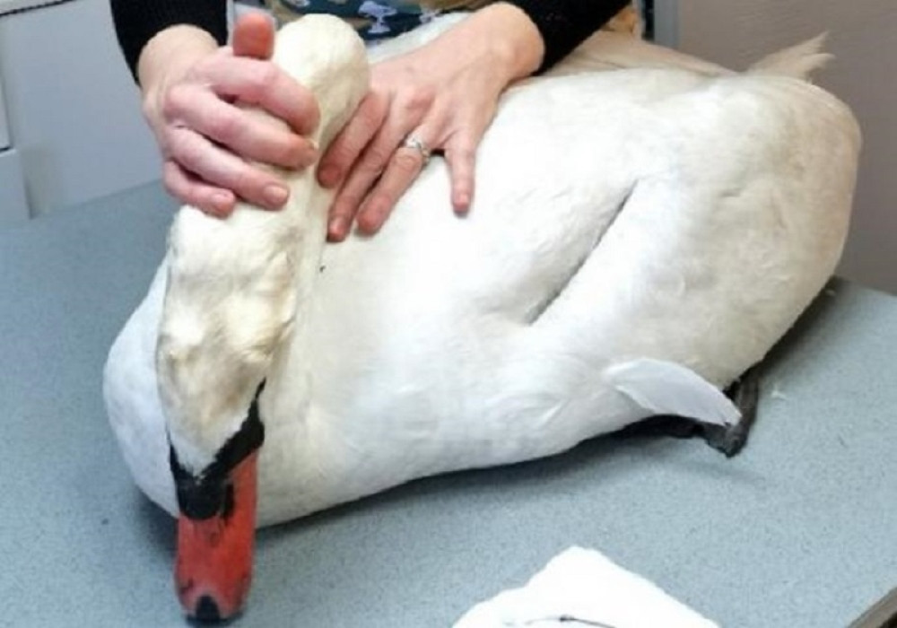 Labud iz straha udario u žice dalekovoda