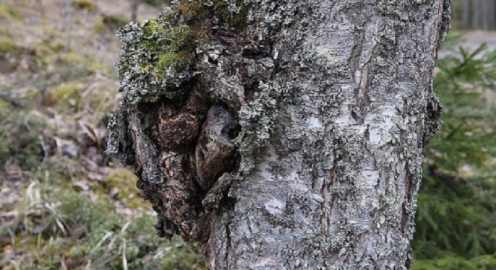 Spasava "živu glavu": Kinezi poludeli za sibirskom gljivom besmrtnosti