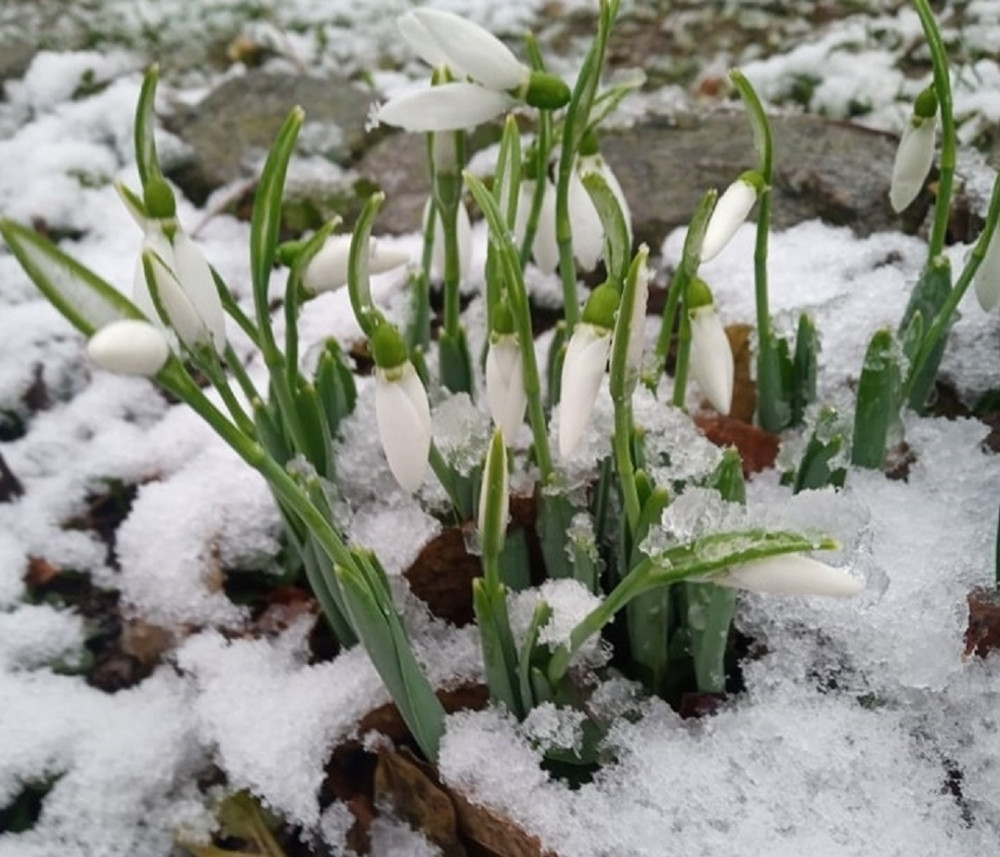 Rada na Božić izašla u dvorište i u snegu ugledala ZNAK koji je obradovao celu porodicu (FOTO)
