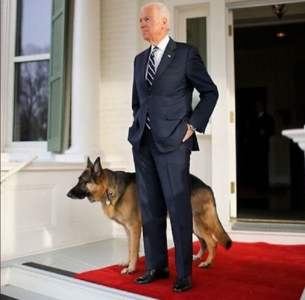 Budući „prvi pas“ Bele kuće – Mejdžor, Bajdenov nemački ovčar