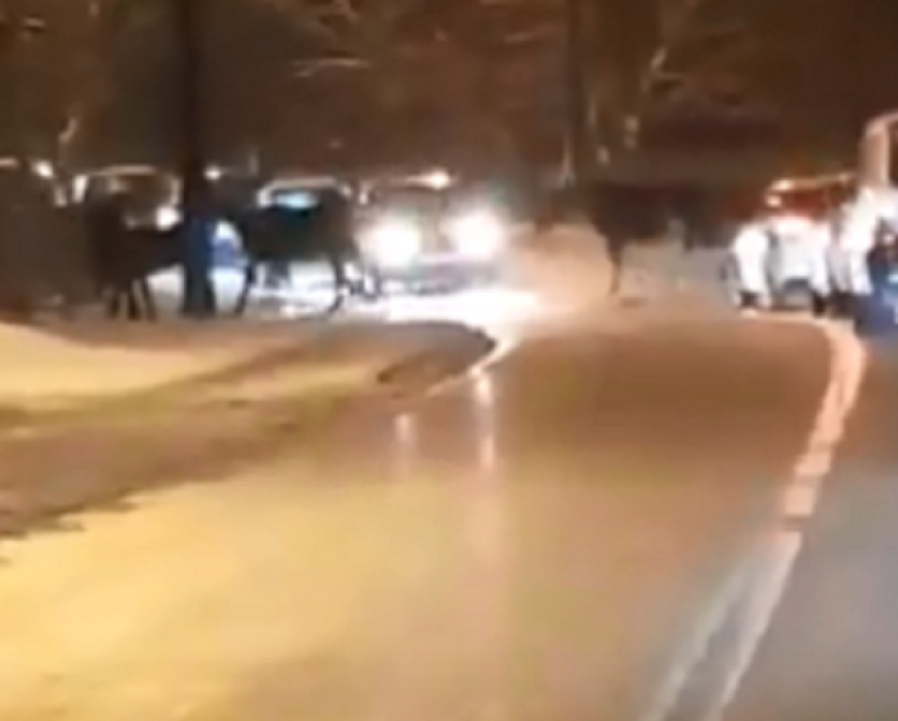 Konji izašli na ulicu i zaustavili saobraćaj u Sarajevu! (VIDEO)