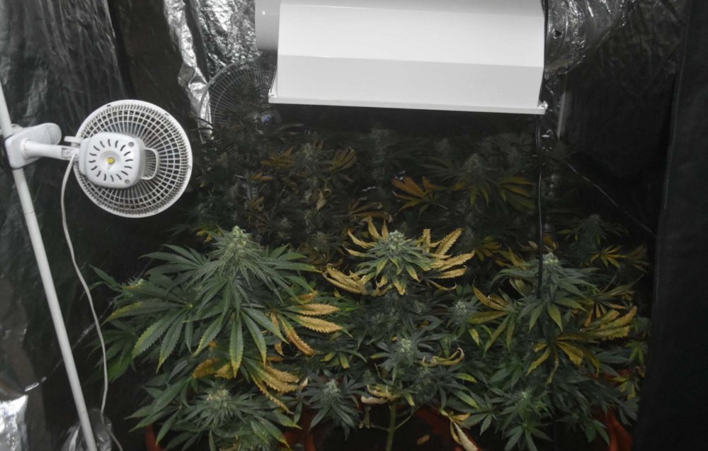 Muškarac (42) uhapšen zbog proizvodnje i stavljanja u promet droge!