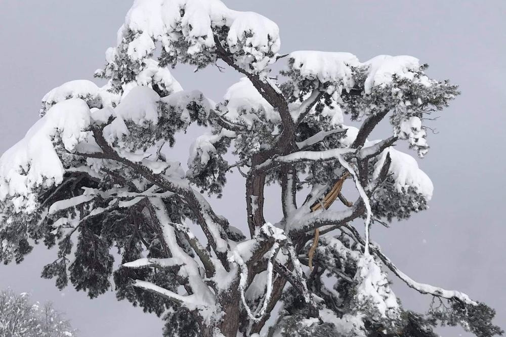 Stradalo SVETO DRVO kod Prijepolja, staro više od 400 godina! (FOTO)