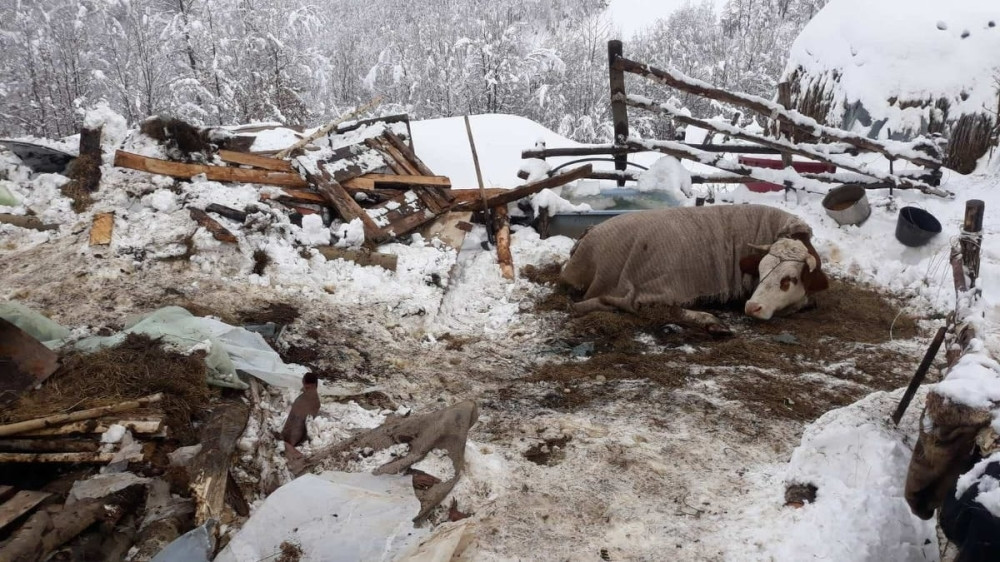 Pod težinom snega urušio se krov na štali, ugušile se tri krave, dok se veterinari bore za život četvrte (FOTO)