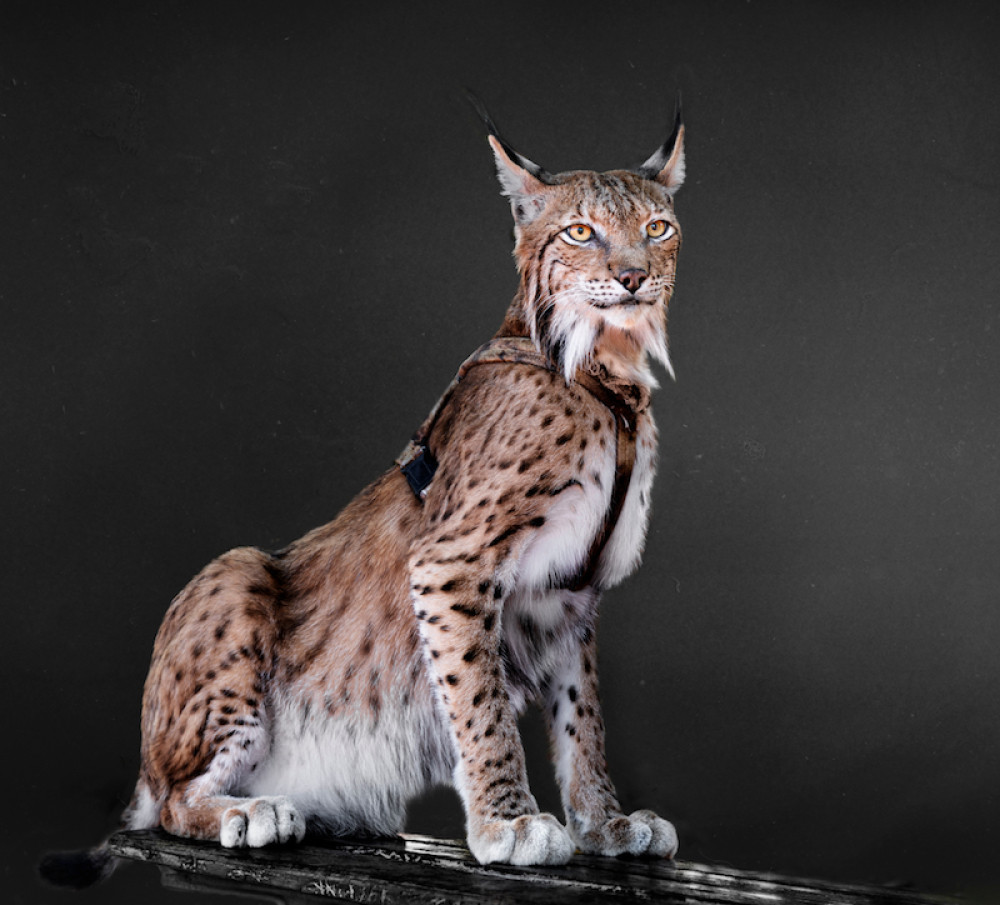 Pitanje je dana kad ih više neće biti