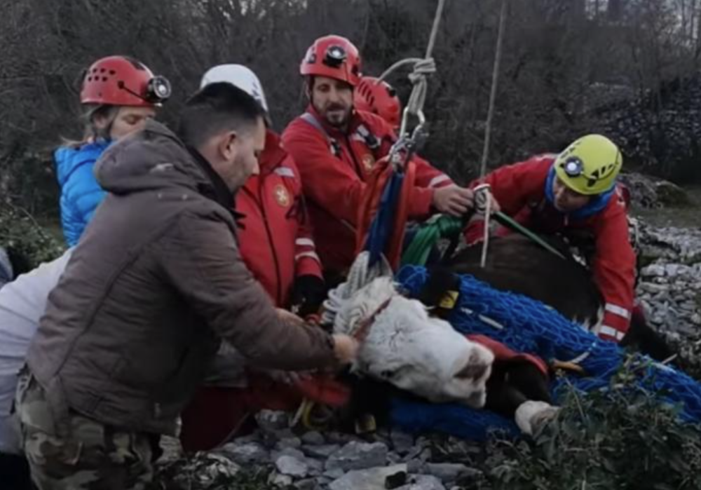 Gorska služba čitav dan spasavala kravu koja je upala u bunar (VIDEO)