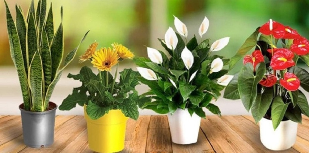 Zdravlje porodice: Tri sobne biljke koje 'leče' vaš dom