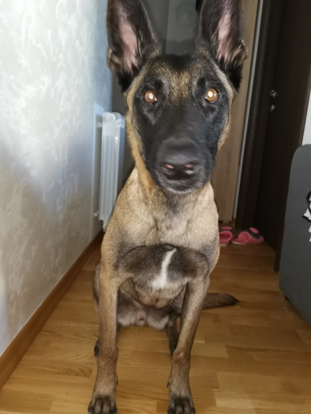 Pas Maks koji je trebalo da bude uspavan otkrio telo mrtvog komšije!