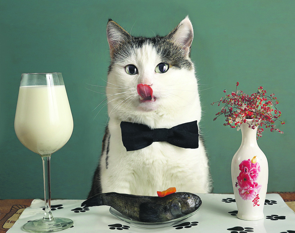 Zimska ishrana gojaznih kućnih maca