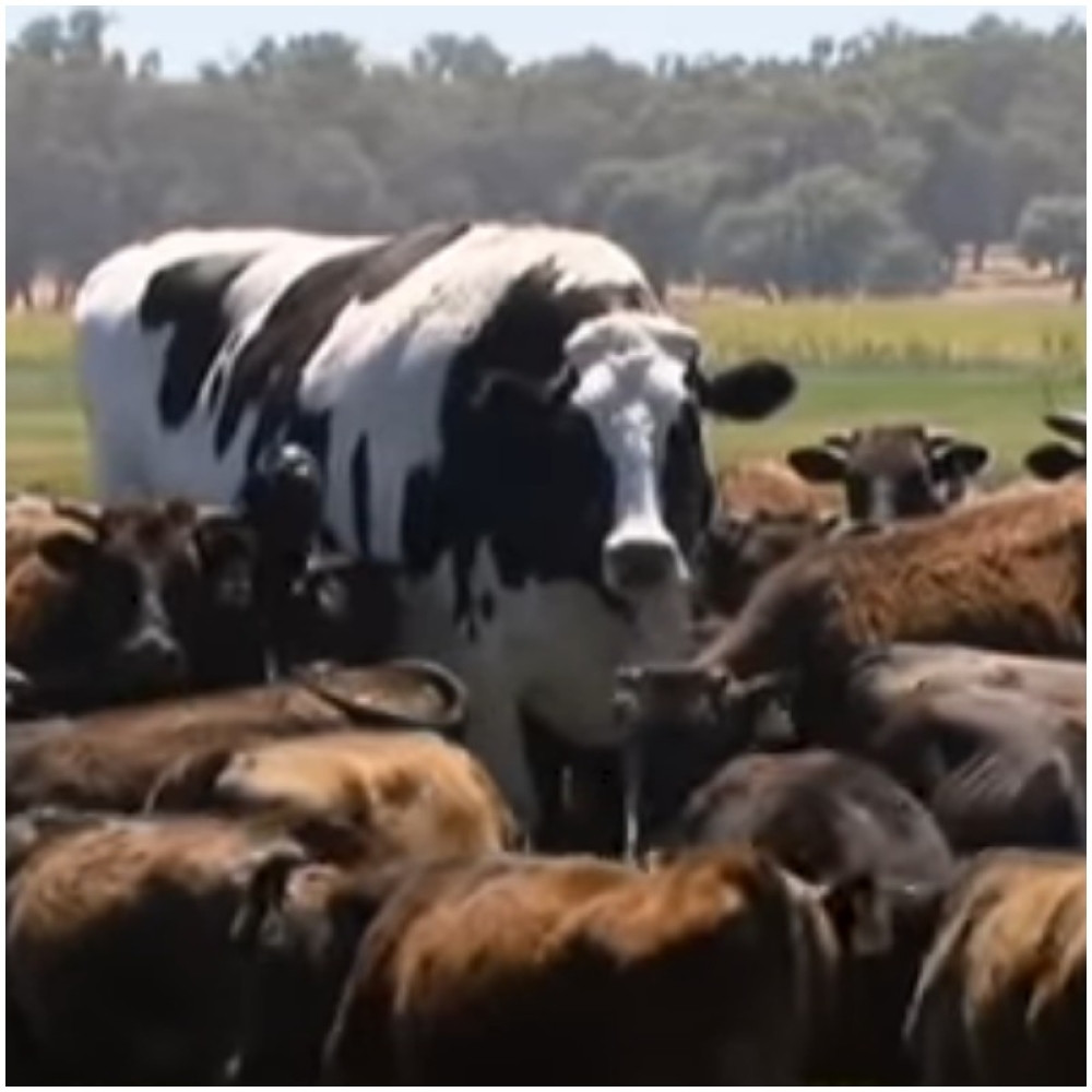 Težak je više od 1.400 kilograma i visok je 194 centimetra - upoznajte zvezdu društvenih mreža! (FOTO)