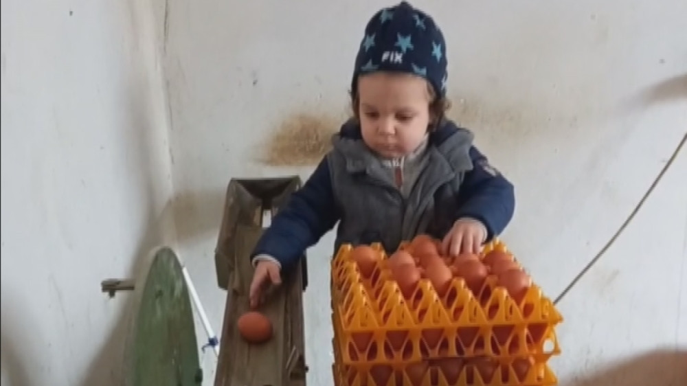 Dečak koji je sa samo 20 meseci osvojio Srbiju: Maleni Jakov iz Užica bez greške klasira jaja u porodičnoj radionici (FOTO/VIDEO)