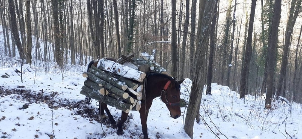 Mukotrpnim radom njihovo krdo opet je brojno, a sa planina izvukli čak 6.000 metara drva (FOTO)