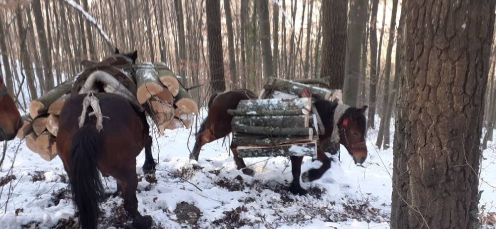 Poplava Milosavljevićima odnela 17 konja, ali oni ne odustaju! Dešava im se neverovatna stvar, a sve zbog humanosti dobrih ljudi (FOTO)