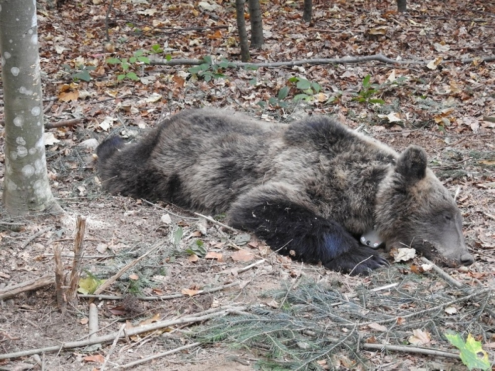 U skrivenim šumama i kanjonskim delovima Tare živi oko 60 jedinki, mlađi ponekad uopšte ne padaju u zimski san