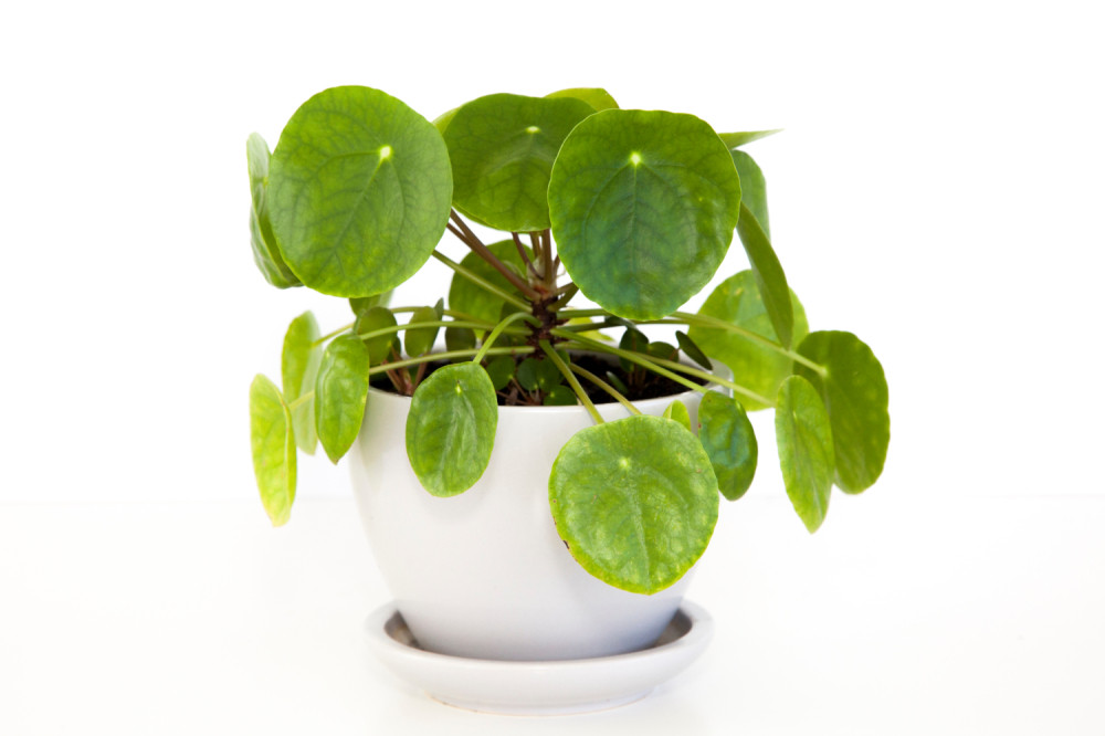 Da vam se posreći uz kineski dolar