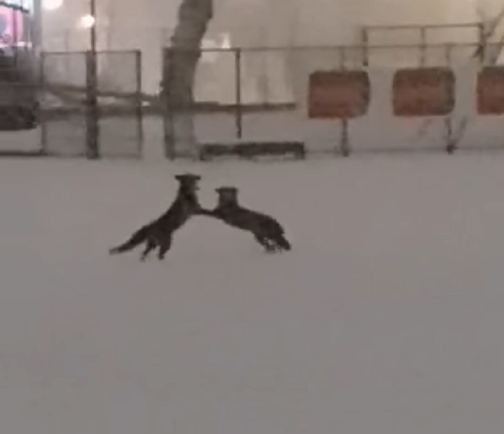 Lisice ušetale na stadion u Banjaluci, pa zaplesale u snegu! (VIDEO)