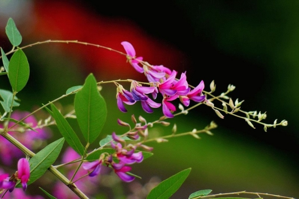 Biljka kazu jača imunitet, leči prehladu, snižava pritisak, a najbolje je uzimati na ovaj način