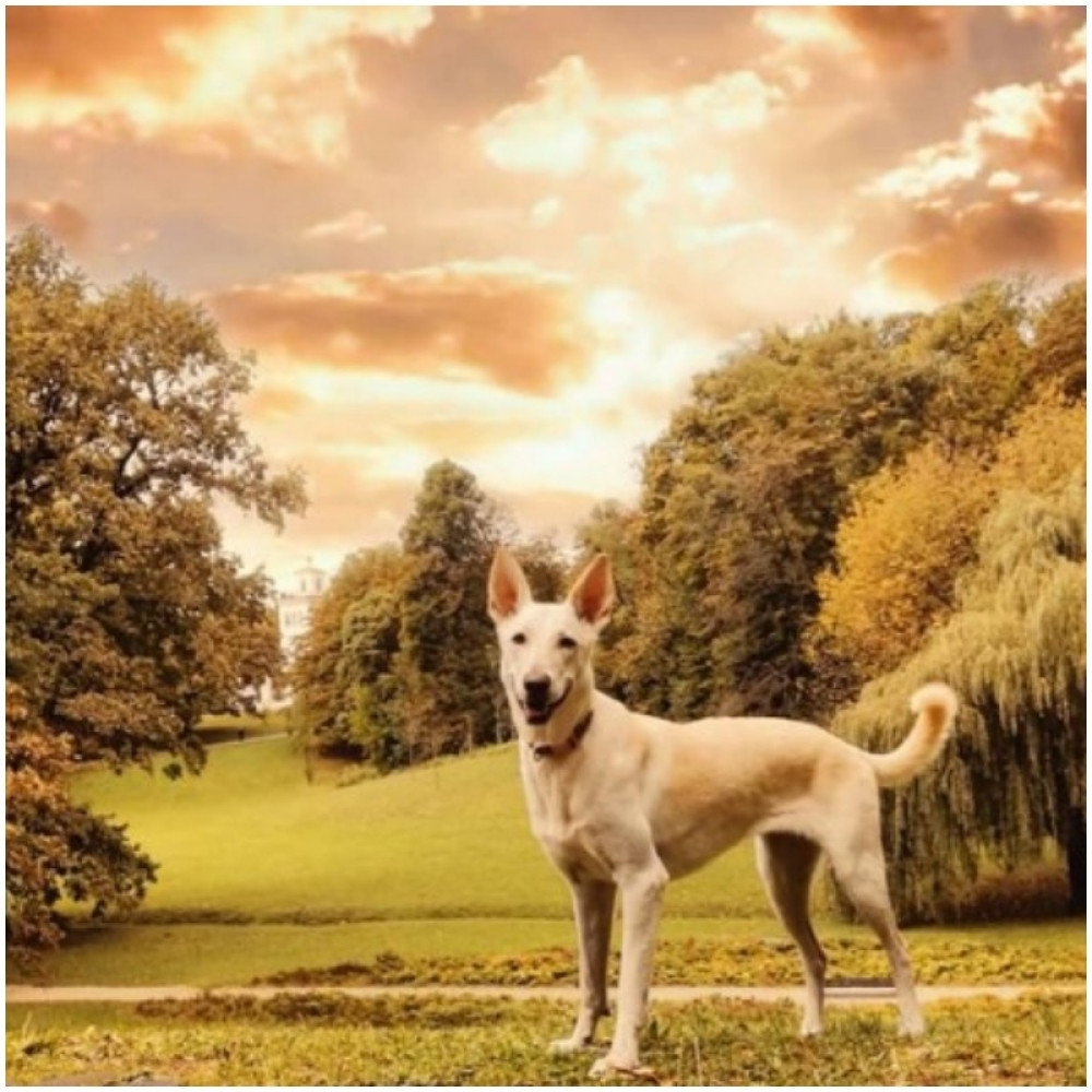 Postala je misica i prikuplja donacije za zemljotrese u Hrvatskoj