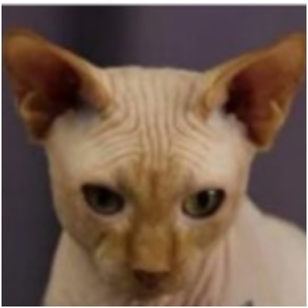 Devojka dala anesteziju svojoj mački, svi je osuđuju zbog onoga šta je uradila