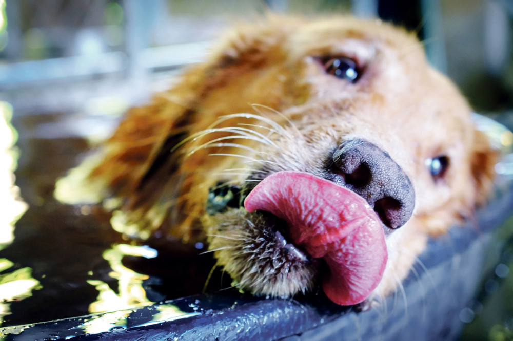 Mokar nos - dobar znak