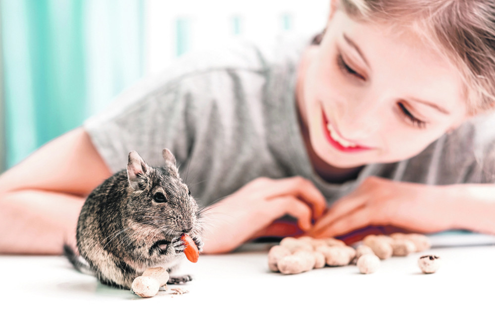 Degu, znatiželjni vragolan