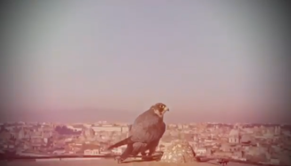 "Soko" sleteo na Marakanu! (VIDEO)